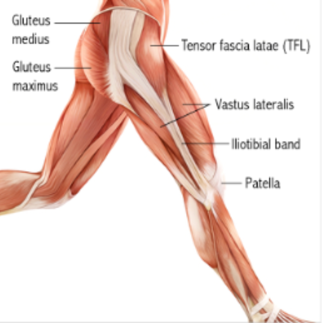 Tensor fasciae Latae muscle. Мышцы ног. Мышцы и фасции бедра. Мышцы бедра анатомия.